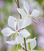 BALDUR Garten 4x Prachtkerze - Gaura 'Weiß', Pflanzen im Produktbild-Vorschau 2