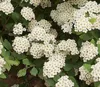 Spiraea vanhouttei - Spiraea nuziale 30- 40 cm - Anteprima dell’immagine prodotto 3