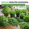 Kräutersamen Set - 10 Sorten Samen - Saatgut Sortiment - Produktbild-Vorschau 6