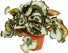 Blattschmuck-Begonie "Princess of Hanover" - Königsbegonie Produktbild-Vorschau 1