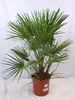 [Palmenlager] - XL Chamaerops humilis 100/120 cm - Stamm 20 Produktbild-Vorschau 1