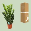 Pianta da appartamento Zamioculcas Zamiifolia "Glücksfeder" Anteprima dell’immagine prodotto 3