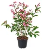 Lagerstroemia indica Petite Red 40–60 cm – Rote Produktbild-Vorschau 4