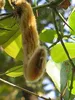 Fagiolo vellutato (Mucuna pruriens)  - 5 semi Anteprima dell’immagine prodotto 2