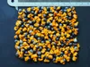 Strelitzia juncea (kvetina rajského vtáka) – 3 semená Náhľad obrázku produktu 4