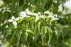 Cornus kousa 'Satomi', Japanischer Blumen-Hartriegel, rosa Produktbild-Vorschau 9