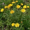 6 x Schwertblättriger Alant - Inula ensifolia  | Topf 9cm x Produktbild-Vorschau 2