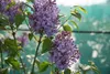 Syringa vulg. 'Michel Buchner' - Edelflieder 50- 60 cm - Produktbild-Vorschau 3