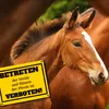 Betreten verboten Metallschild in 15x20 cm in gelb mit Produktbild-Vorschau 5