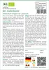 SAFLAX - BIO - Knollenfenchel - 100 Samen - Foeniculum Produktbild-Vorschau 3