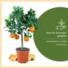 Meine Orangerie Orangenbaum Mezzo - echte Orange - Produktbild-Vorschau 5