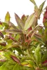 Leucothoe walteri 'Zeblid', Traubenheide, rot-grün, 25–30 Produktbild-Vorschau 3