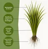 Samenshop24® Repräsentationsrasen 1kg für 50m² Produktbild-Vorschau 2