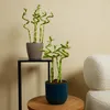 Bloomique - Zestaw 5 sztuk - Dracena Sanderiana - Bambus Podgląd zdjęcia produktu 5