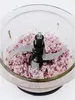 A close-up view of a food chopper with chopped red onions inside. Produktbild-Vorschau