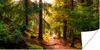 MuchoWow® Poster Wald - Weg - Bäume - Grün - Sonne - Natur Produktbild-Vorschau 1