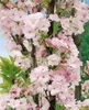 Prunus serrulata 'Amanogawa', Japanische Säulenkirsche, Produktbild-Vorschau 10