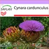 SAFLAX - Španělský artyčok - Cynara cardunculus - 50 Semena Náhled obrázku produktu 5