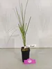 A potted plant with long green leaves sits on a gray surface against a white background. Produktbild-Vorschau