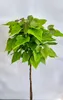 Trompettiste boule Catalpa bignonioides 'Nana' Haute tige Voir les images du produit 1