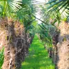 5 Stück XXL Stämme, Palme Trachycarpus fortunei - Produktbild-Vorschau 6