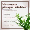 Aquarium Pflanze Microsorum pteropus Windeløv Wasserpflanze Produktbild-Vorschau 2