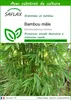 SAFLAX  - Bambou mâle - 50 graines - Avec substrat - Voir les images du produit 1