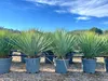 Several potted Yucca Rostrata plants are lined up outdoors under a blue sky with scattered clouds. Podgląd zdjęcia produktu