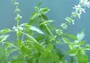 SAFLAX - Limetková bazalka - Ocimum citriodorum - 200 Náhled obrázku produktu 4