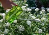 Gießkanne mit langem Ausguss – transparenter Kunststoff mit Produktbild-Vorschau 4