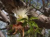 Baobab australien (Adansonia gregorii)  - 5 graines Voir les images du produit 2