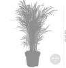 3x Tropische Palmen Mischung inkl. Korb aus Seegras - Produktbild-Vorschau 8