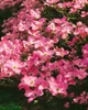 Cornus florida, Blumen-Hartriegel, 60–80 cm, weiße Blüten Produktbild-Vorschau 12