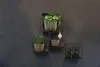 Four square shelves mounted on a dark gray wall, each holding decorative items and plants. Produktbild-Vorschau