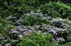 Hydrangea serr. 'Bluebird' - Hortensien  25- 30 cm Produktbild-Vorschau 4