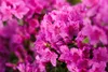 Rhododendron obt. 'Königstein', lila Blüten, 30–40 cm Produktbild-Vorschau 8