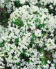 Rhododendron obtusum 'Kermesina Alba', weiß, 20–25 cm Produktbild-Vorschau 9