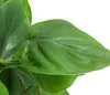 Dehner Baumfreund, Philodendron scandens, an Kratistestab Produktbild-Vorschau 2