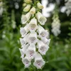 Bloomique - Zestaw 6 sztuk - Digitalis Purp. Dalmatian Podgląd zdjęcia produktu 2