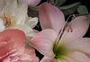 Vlies Fototapete Blumen 400x280 cmTapeten Wandtapete XXL Produktbild-Vorschau 4