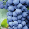 Vite Nero 2L Anteprima dell’immagine prodotto 1