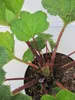 Mammutblatt - Gunnera manicata - Staude Produktbild-Vorschau 3