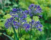Agapanthus africanus, Schmucklilie, blau, ca. 9x9 cm Topf Produktbild-Vorschau 5