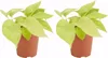 2x Scindapsus Epipremnum Golden Pothos P12 H25 Produktbild-Vorschau 1