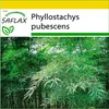 SAFLAX Kultivační sada - Moso obří bambus - Phyllostachys Náhled obrázku produktu 8