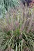 Stauden Gänge 1 x Pennisetum alopecuroides 'Moudry' im 1 Produktbild-Vorschau 7