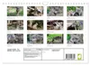 Unsere Wölfe - Ein Wildtier kehrt zurück (Wandkalender 2027 Produktbild-Vorschau 2