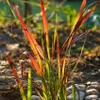 Japanisches Blutgras Red Baron - Imperata cylindrica Produktbild-Vorschau 1