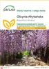 SAFLAX - Glicynia Afrykańska - 15 Nasiona - Bolusanthus Podgląd zdjęcia produktu 1