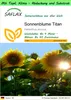 SAFLAX Garden to go - Sonnenblume Titan - Helianthus annuus Produktbild-Vorschau 1